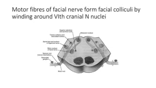 Motor fibres of facial nerve form facial colliculi by
winding around VIth cranial N nuclei
 