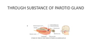 THROUGH SUBSTANCE OF PAROTID GLAND
 