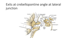 Exits at crebellopontine angle at lateral
junction
 