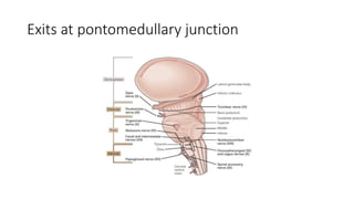 Exits at pontomedullary junction
 