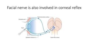 Facial nerve is also involved in corneal reflex
 