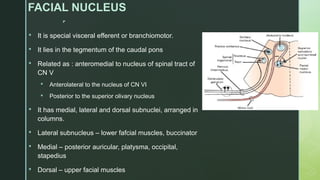 
FACIAL NUCLEUS
 It is special visceral efferent or branchiomotor.
 It lies in the tegmentum of the caudal pons
 Related as : anteromedial to nucleus of spinal tract of
CN V
 Anterolateral to the nucleus of CN VI
 Posterior to the superior olivary nucleus
 It has medial, lateral and dorsal subnuclei, arranged in
columns.
 Lateral subnucleus – lower fafcial muscles, buccinator
 Medial – posterior auricular, platysma, occipital,
stapedius
 Dorsal – upper facial muscles
 