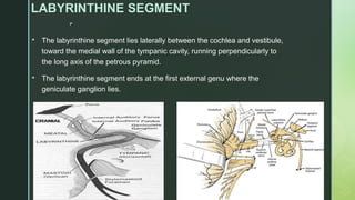 
LABYRINTHINE SEGMENT
 The labyrinthine segment lies laterally between the cochlea and vestibule,
toward the medial wall of the tympanic cavity, running perpendicularly to
the long axis of the petrous pyramid.
 The labyrinthine segment ends at the first external genu where the
geniculate ganglion lies.
 