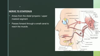 
NERVE TO STAPEDIUS
 Arises from the distal tympanic / upper
mastoid segment
 Passes forward through a small canal to
reach the muscle.
 