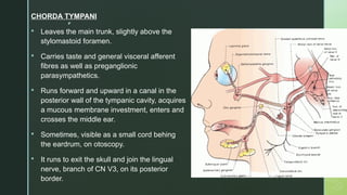 
CHORDA TYMPANI
 Leaves the main trunk, slightly above the
stylomastoid foramen.
 Carries taste and general visceral afferent
fibres as well as preganglionic
parasympathetics.
 Runs forward and upward in a canal in the
posterior wall of the tympanic cavity, acquires
a mucous membrane investment, enters and
crosses the middle ear.
 Sometimes, visible as a small cord behing
the eardrum, on otoscopy.
 It runs to exit the skull and join the lingual
nerve, branch of CN V3, on its posterior
border.
 