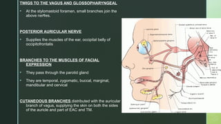 
TWIGS TO THE VAGUS AND GLOSSOPHARYNGEAL
 At the stylomastoid foramen, small branches join the
above nerves.
POSTERIOR AURICULAR NERVE
 Supplies the muscles of the ear, occipital belly of
occipitofrontalis
BRANCHES TO THE MUSCLES OF FACIAL
EXPRESSION
 They pass through the parotid gland
 They are temporal, zygomatic, buccal, marginal,
mandibular and cervical
CUTANEOOUS BRANCHES distributed with the auricular
branch of vagus, supplying the skin on both the sides
of the auricle and part of EAC and TM.
 