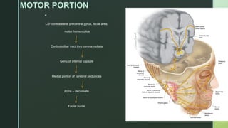 
MOTOR PORTION
L/3rd
contralateral precentral gyrus, facial area,
motor homonculus
Corticobulbar tract thru corona radiata
Genu of internal capsule
Medial portion of cerebral peduncles
Pons – decussate
Facial nuclei
 