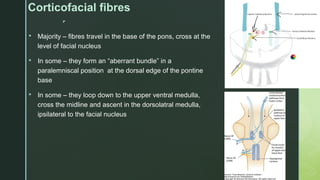 
Corticofacial fibres
 Majority – fibres travel in the base of the pons, cross at the
level of facial nucleus
 In some – they form an “aberrant bundle” in a
paralemniscal position at the dorsal edge of the pontine
base
 In some – they loop down to the upper ventral medulla,
cross the midline and ascent in the dorsolatral medulla,
ipsilateral to the facial nucleus
 
