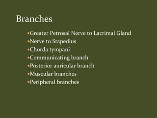 Greater Petrosal Nerve to Lacrimal Gland
Nerve to Stapedius
Chorda tympani
Communicating branch
Posterior auricular branch
Muscular branches
Peripheral branches
Branches
 