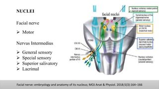 Facial nerve: embryology and anatomy of its nucleus; MOJ Anat & Physiol. 2018;5(3):164‒166
NUCLEI
Facial nerve
 Motor
Nervus Intermedius
 General sensory
 Special sensory
 Superior salivatory
 Lacrimal
 