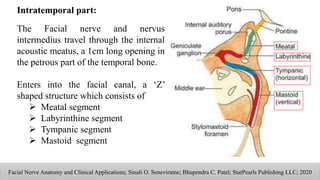 Intratemporal part:
The Facial nerve and nervus
intermedius travel through the internal
acoustic meatus, a 1cm long opening in
the petrous part of the temporal bone.
Enters into the facial canal, a ‘Z’
shaped structure which consists of
 Meatal segment
 Labyrinthine segment
 Tympanic segment
 Mastoid segment
Facial Nerve Anatomy and Clinical Applications; Sinali O. Seneviratne; Bhupendra C. Patel; StatPearls Publishing LLC; 2020
 