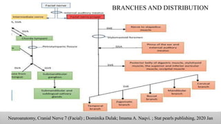Neuroanatomy, Cranial Nerve 7 (Facial) ; Dominika Dulak; Imama A. Naqvi. ; Stat pearls publishing, 2020 Jan
BRANCHES AND DISTRIBUTION
 