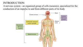 INTRODUCTION:
A nervous system - an organized group of cells (neurons), specialized for the
conduction of an impulse to and from different parts of its body
 
