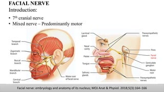 FACIAL NERVE
Introduction:
• 7th cranial nerve
• Mixed nerve – Predominantly motor
Facial nerve: embryology and anatomy of its nucleus; MOJ Anat & Physiol. 2018;5(3):164‒166
 