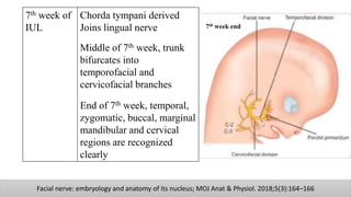 7th
week
Facial nerve: embryology and anatomy of its nucleus; MOJ Anat & Physiol. 2018;5(3):164‒166
7th week of
IUL
Chorda tympani derived
Joins lingual nerve
Middle of 7th week, trunk
bifurcates into
temporofacial and
cervicofacial branches
End of 7th week, temporal,
zygomatic, buccal, marginal
mandibular and cervical
regions are recognized
clearly
7 ½ week7th week end
 