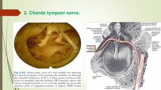 2. Chorda tympani nerve.
 