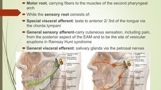  Motor root, carrying fibers to the muscles of the second pharyngeal
arch
 While the sensory root consists of:
 Special visceral afferent: taste to anterior 2/ 3rd of the tongue via
the chorda tympani
 General sensory afferent-carry cutaneous sensation, including pain,
from the posterior aspect of the EAM and to be the site of vesicular
eruptions in Ramsay Hunt syndrome
 General visceral efferent: salivary glands via the petrosal nerves
 