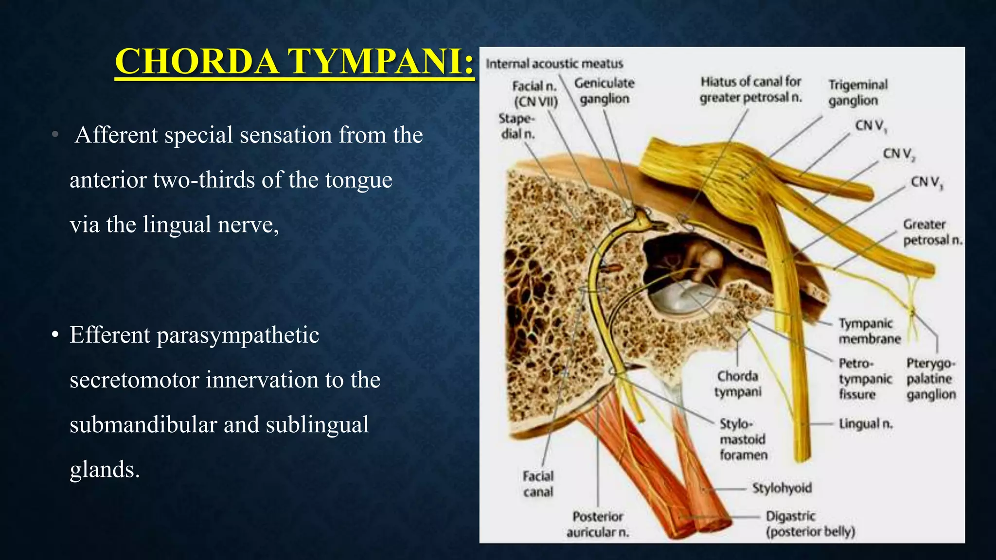 Facial Nervepptx 