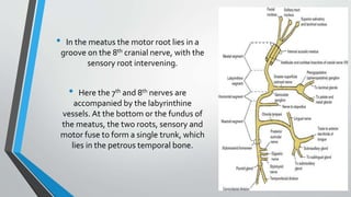FACIAL NERVE.pptx
