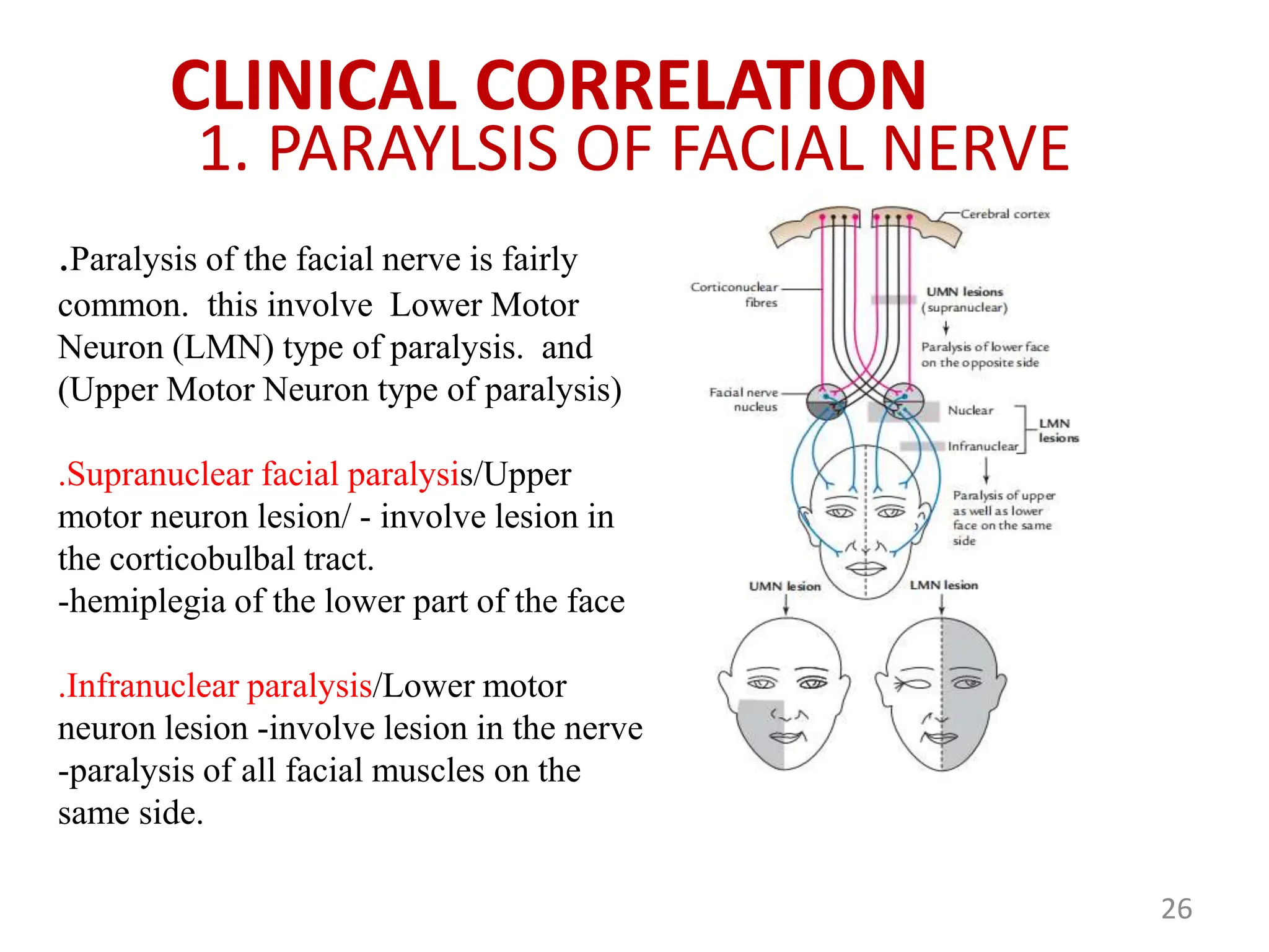 COURSE: ADVANCED ANATOMY II NEUROANATOMY | PPTX