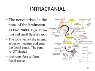 Sensorial Roots COURSE: ADVANCED ANATOMY II NEUROANATOMY | PPTX