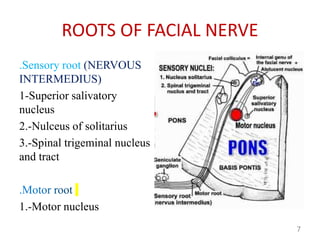 Sensorial Roots COURSE: ADVANCED ANATOMY II NEUROANATOMY | PPTX
