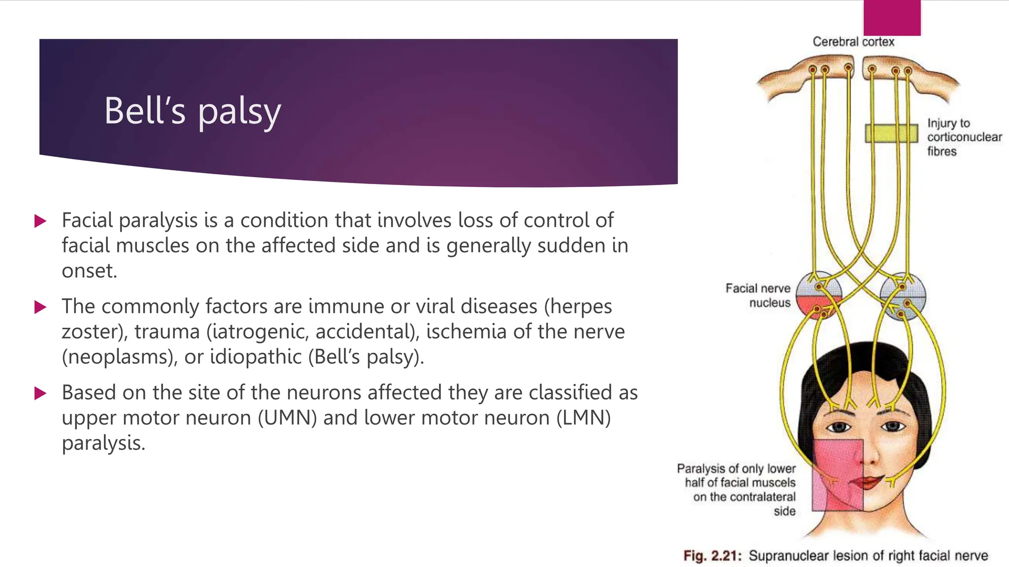FACIAL NERVE | PPTX