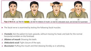 FACIAL NERVE | PPTX
