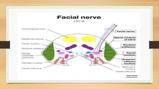 facial nerve Anatomy phydiology and clinical aspects | PPTX