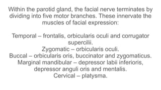 Comprehensive Overview of 7th Cranial Nerve Palsy: Anatomy, Examination ...