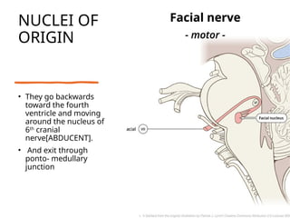 Comprehensive Overview of the Facial Nerve: Anatomy, Function, and ...
