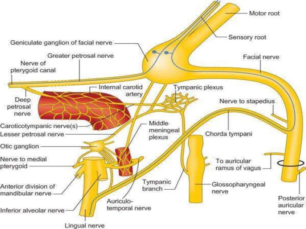 facial nerve anatomy for medical students and ENT postgraduates
