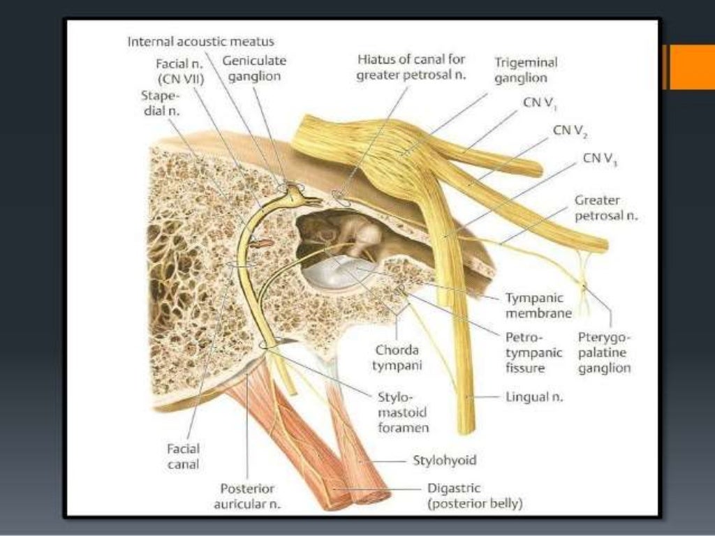 facial nerve anatomy for medical students and ENT postgraduates