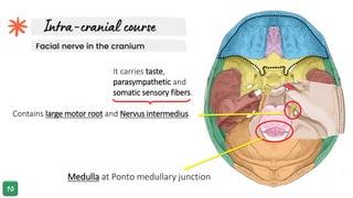 Contains large motor root and Nervus intermedius.
Facial nerve in the cranium
Medulla at Ponto medullary junction
It carries taste,
parasympathetic and
somatic sensory fibers.
 