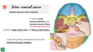Contains large motor root and Nervus intermedius.
Facial nerve in the cranium
It carries taste,
parasympathetic and
somatic sensory fibers.
enter the petrous temporal bone via the
internal acoustic meatus.
 