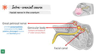 Facial nerve in the cranium
Facial canal
Genicular body
Contains cell bodies of
1st order sensory fibers
Great petrosal nerve
provide parasympathetic
innervation to the nasal,
palatine, pharyngeal mucous
and lacrimal gland
 