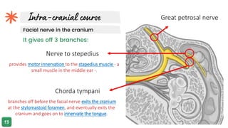 Facial nerve in the cranium
Chorda tympani
Nerve to stepedius
branches off before the facial nerve exits the cranium
at the stylomastoid foramen, and eventually exits the
cranium and goes on to innervate the tongue.
provides motor innervation to the stapedius muscle - a
small muscle in the middle ear -.
It gives off 3 branches:
Great petrosal nerve
 