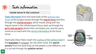 Facial nerve in the cranium
Taste information from the taste buds of the anterior two
thirds of the tongue travels through the lingual nerve and then
through the chorda tympani, which travels along with the
lingual nerve in the infratemporal fossa, back up through the
geniculate ganglion where their cell bodies are, and the axons
continue to travel with the nervus intermedius of the facial
nerve.
Eventually these fibers reach the nucleus of the solitary tract in
the brainstem to synapse. On the other hand, the special
sensory from the taste buds on the palate is a bit different, and
it is carried through the palatine nerves.
 