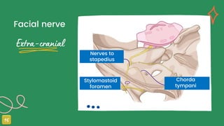 Facial nerve
Nerves to
stapedius
Stylomastoid
foramen
Chorda
tympani
 