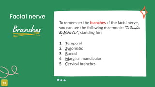 Facial nerve
To remember the branches of the facial nerve,
you can use the following mnemonic:
standing for:
1. Temporal
2. Zygomatic
3. Buccal
4. Marginal mandibular
5. Cervical branches.
 