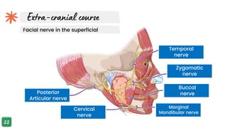 Facial nerve in the superficial
Temporal
nerve
Zygomatic
nerve
Posterior
Articular nerve
Cervical
nerve
Buccal
nerve
Marginal
Mandibular nerve
 