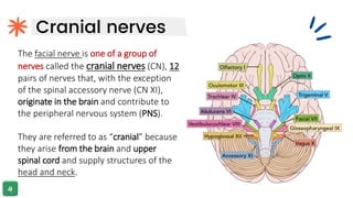 Cranial nerves
The facial nerve is one of a group of
nerves called the cranial nerves (CN), 12
pairs of nerves that, with the exception
of the spinal accessory nerve (CN XI),
originate in the brain and contribute to
the peripheral nervous system (PNS).
They are referred to as “cranial” because
they arise from the brain and upper
spinal cord and supply structures of the
head and neck.
 