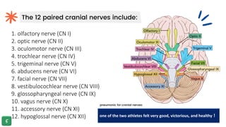 The 12 paired cranial nerves include:
1. olfactory nerve (CN I)
2. optic nerve (CN II)
3. oculomotor nerve (CN III)
4. trochlear nerve (CN IV)
5. trigeminal nerve (CN V)
6. abducens nerve (CN VI)
7. facial nerve (CN VII)
8. vestibulocochlear nerve (CN VIII)
9. glossopharyngeal nerve (CN IX)
10. vagus nerve (CN X)
11. accessory nerve (CN XI)
12. hypoglossal nerve (CN XII) one of the two athletes felt very good, victorious, and healthy ！
pneumonic for cranial nerves:
 