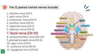 The 12 paired cranial nerves include:
1. olfactory nerve (CN I)
2. optic nerve (CN II)
3. oculomotor nerve (CN III)
4. trochlear nerve (CN IV)
5. trigeminal nerve (CN V)
6. abducens nerve (CN VI)
7. facial nerve (CN VII)
8. vestibulocochlear nerve (CN VIII)
9. glossopharyngeal nerve (CN IX)
10. vagus nerve (CN X)
11. accessory nerve (CN XI)
12. hypoglossal nerve (CN XII)
 