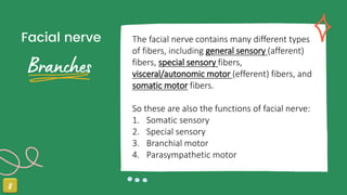 Facial nerve The facial nerve contains many different types
of fibers, including general sensory (afferent)
fibers, special sensory fibers,
visceral/autonomic motor (efferent) fibers, and
somatic motor fibers.
So these are also the functions of facial nerve:
1. Somatic sensory
2. Special sensory
3. Branchial motor
4. Parasympathetic motor
 