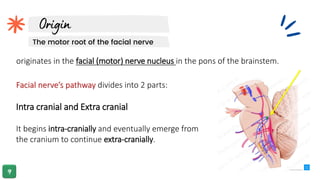 originates in the facial (motor) nerve nucleus in the pons of the brainstem.
The motor root of the facial nerve
Facial nerve’s pathway divides into 2 parts:
Intra cranial and Extra cranial
It begins intra-cranially and eventually emerge from
the cranium to continue extra-cranially.
 