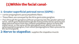 (III) IN FACE
• A. Temporal
• B Zygomatic
• C Buccal
• D Marginal mandibular
• E Cervical
 