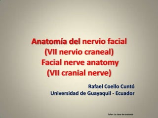 Anatomía del nervio facial
   (VII nervio craneal)
  Facial nerve anatomy
    (VII cranial nerve)
                    Rafael Coello Cuntó
     Universidad de Guayaquil - Ecuador


                            Taller: La clase de Anatomía
 