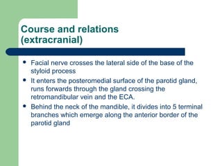 Course and relations
(extracranial)
 Facial nerve crosses the lateral side of the base of the
styloid process
 It enters the posteromedial surface of the parotid gland,
runs forwards through the gland crossing the
retromandibular vein and the ECA.
 Behind the neck of the mandible, it divides into 5 terminal
branches which emerge along the anterior border of the
parotid gland
 