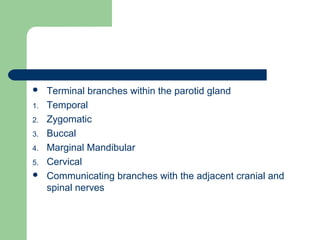  Terminal branches within the parotid gland
1. Temporal
2. Zygomatic
3. Buccal
4. Marginal Mandibular
5. Cervical
 Communicating branches with the adjacent cranial and
spinal nerves
 